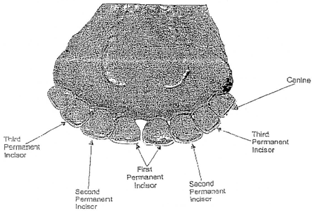 Permanent Teeth Lingual Aspect, Incisor and Canine Teeth of Ox 5 Years of Age