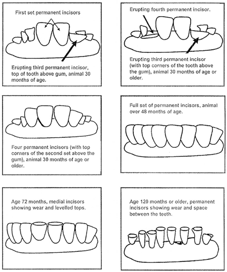 Illustration of Dentition for Cattle Aged 30 Months or Older