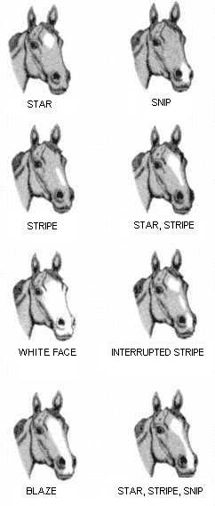 This image shows the face markings of equines: star, snip, stripe, star with stripe, white face, interrupted stripe, blaze and star with stripe and snip.