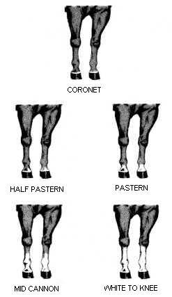 This image shows the leg markings of equines: coronet, half pastern, pastern, mid cannon and white to knee.