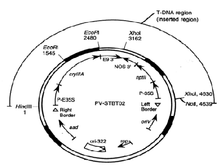 Example of a detailed map of a plasmid vector