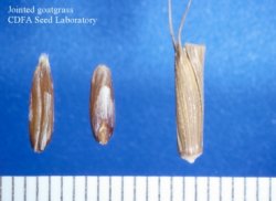 two jointed goatgrass seeds on the left and one spikelet on the right