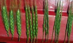 left to right: three spikes of wheat, four hybrids spikes and ten jointed goatgrass spikes