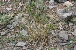 Entire jointed goatgrass plant