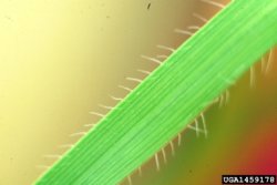 Hairs on the leaf margins of jointed goatgrass.