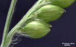 Agrandissement du racème ou branche de l'inflorescence. On voit les épillets qui sont disposés par paire sur le dessous de l'axe du racème, ainsi que la pubescence blanche et laineuse qui couvre l'axe.]
