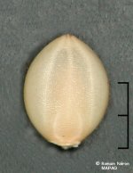 Les deux faces de la semence (graine) d'ériochloé velue