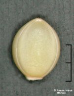 Les deux faces de la semence (graine) d'ériochloé velue