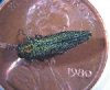 Adult specimen of Emerald Ash Borer