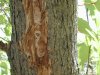 'S'-shaped galleries between the bark and the wood caused by larvae feeding