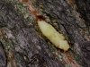 Close-up of larva
