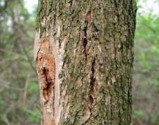 Vertical bark cracks over larval galleries caused by callus tissue production.