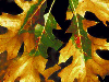 foliar symptoms on northern red oak. - F.A. Baker, Utah State University