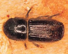 Coléoptères typographus adulte (4,2 à 5,5 millimètre de longueur). Noter la pubescence jaune qui recouvre la tête et le corps.