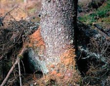 Sciure brun rougeâtre à la base d'un arbre infesté par l'Coléoptères typographus.