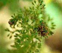 Larval nest on inflorescence