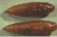 Pupae, female top, male bottom