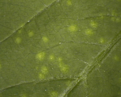 Figure 1. Early signs of infection on soybean (upper leaf surface)
