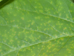 Figure 2. Yellow mosaic discolouration of the upper surface of a leaf.