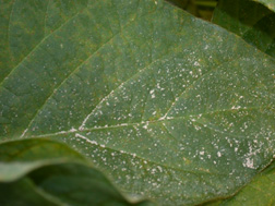 Figure 4. Spores fallen onto leaf surface from another leaf.