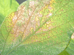 Figure 5. Advanced infection, leaf turning yellow with reddish-brown lesions