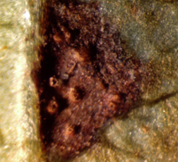 Figure 6. Close up of a rust lesion showing uredinia (cone shaped structures).