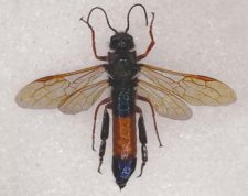 Male Sirex noctilio. Note black hind legs and orange-yellow middle segments on abdomen.