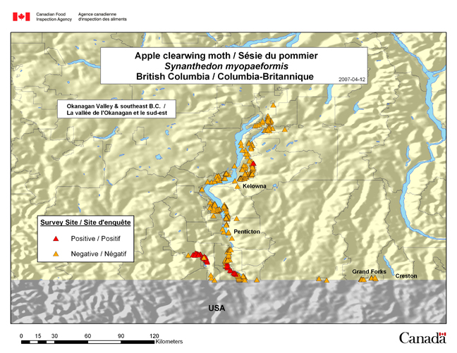 This map shows the Synanthedon myopaeformis survey sites in the interior of British Columbia in 2006.