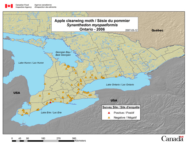 This map shows the Synanthedon myopaeformis survey sites in Ontario in 2006.