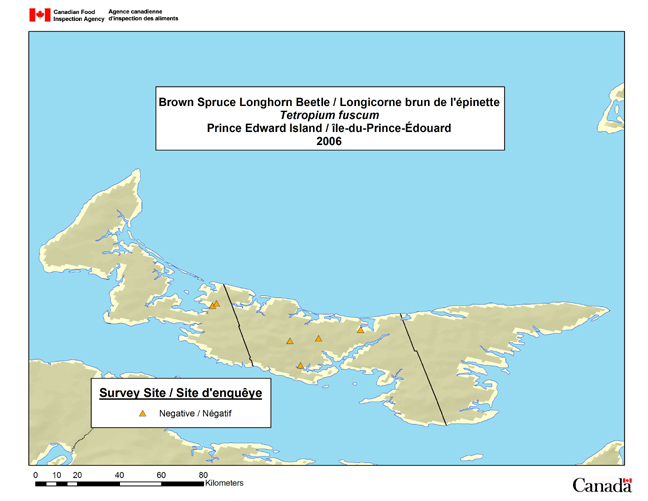 This map shows the Tetropium fuscum survey sites in Prince Edward Island in 2006.