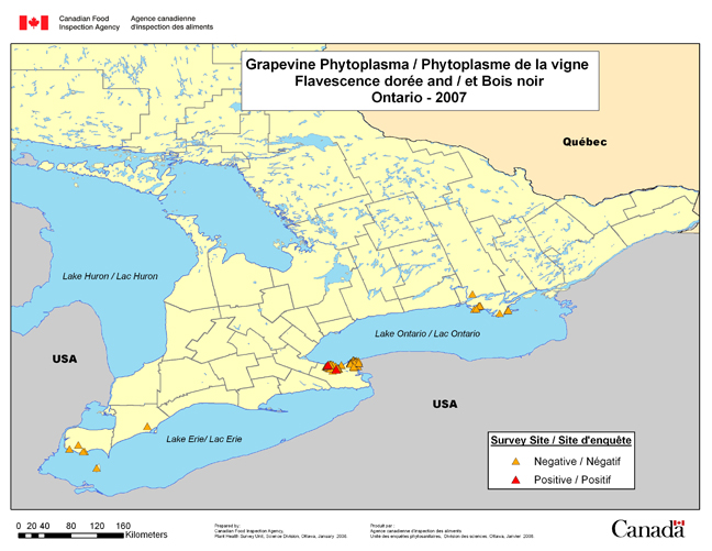Survey Map for Grapevine Phytoplasma, Ontario 2007