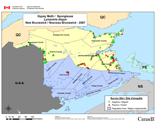 Survey Map for Lymantria dispar, New Brunswick 2007