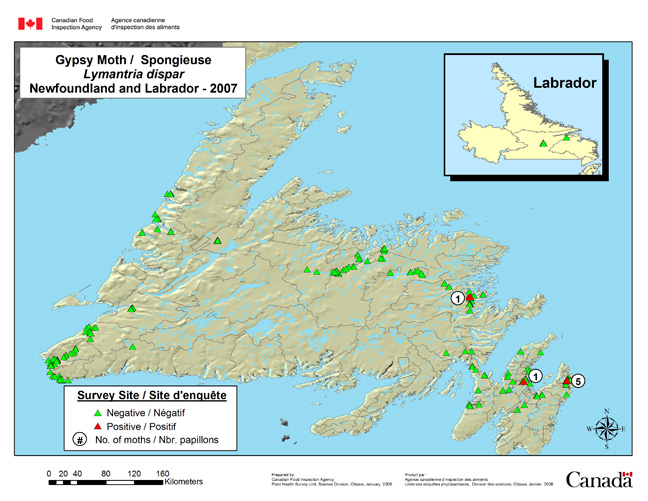 Survey Map for Lymantria dispar, Newfoundland 2007