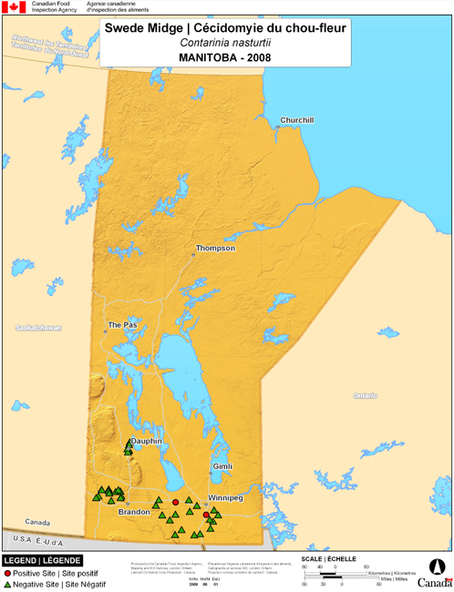 This map shows surveying sites for Swede Midge in Manitoba. There were 2 positive sites found in 38 sites.