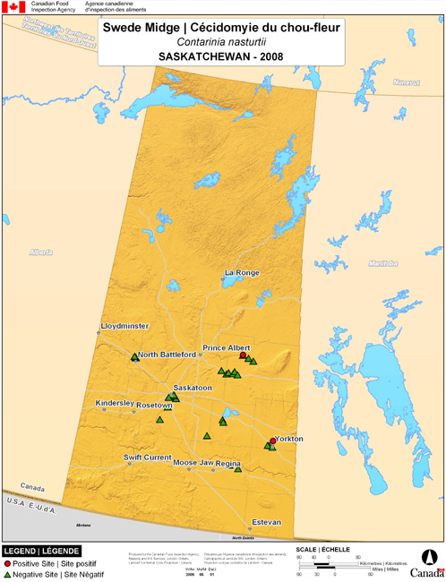 This map shows surveying sites for Swede Midge in Saskatchewan. There were 2 positive sites found in 45 sites.