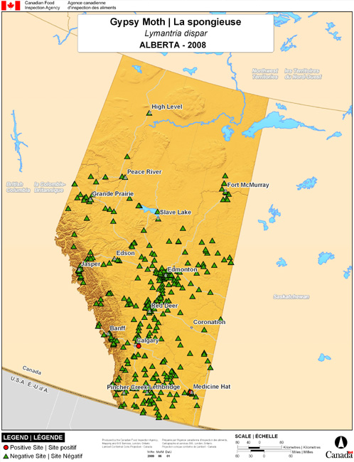 This map shows surveying sites for North American Gypsy Moth in Alberta. There were 2 positive traps in Calgary and Medicine Hat found in 439 traps.
