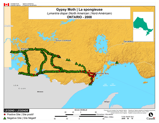 This map shows surveying sites for North American Gypsy Moth in Thunder Bay (southwest Ontario). There were 67 positive traps found in 268 traps.