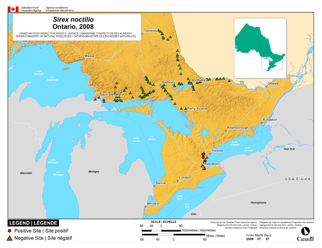 This map shows surveying sites for European Wood Wasp in Sault Ste. Mare to Mattawa (Ontario). There were 4 positive locations found in the 125 survey locations.