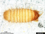 Khapra beetle larva showing its simple and barbed hairs