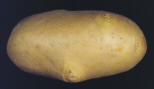 Tuber