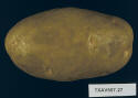 Tuber