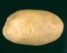 tuber