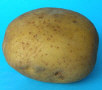 Tuber