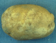 Tuber