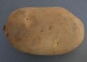 Tuber