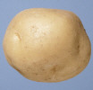 Tuber