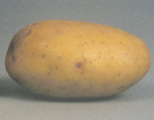 Tuber