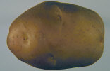 Tuber