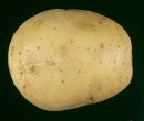 tuber