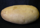 Tuber